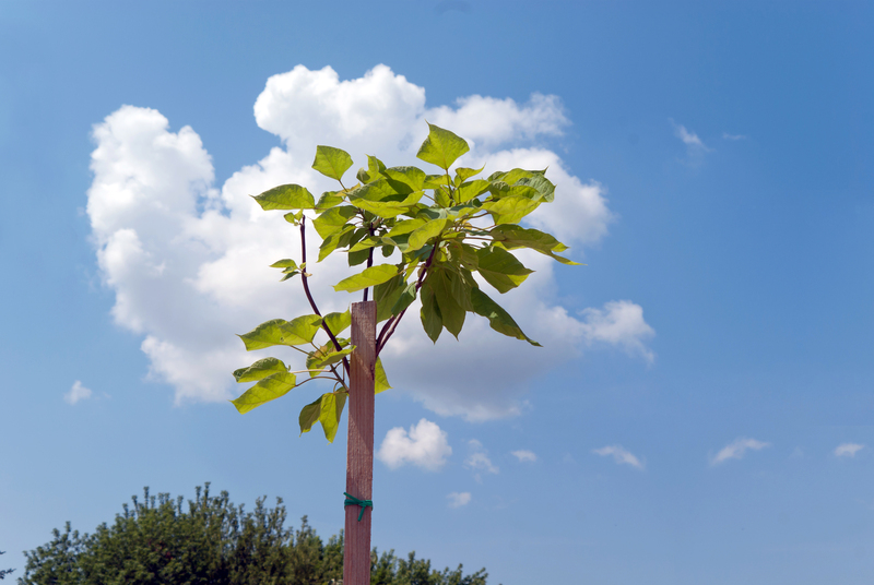 The Secret to Outdoor Privacy Lies in Selecting the Right Tall-Potted Plants